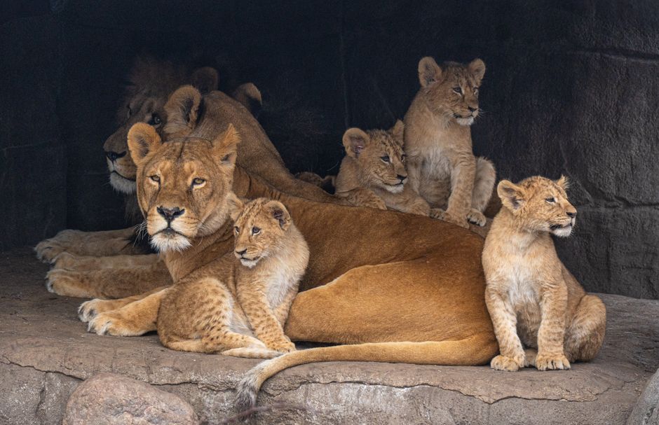 Inglés C1. Nivel 20 The lion,s den - contenido online