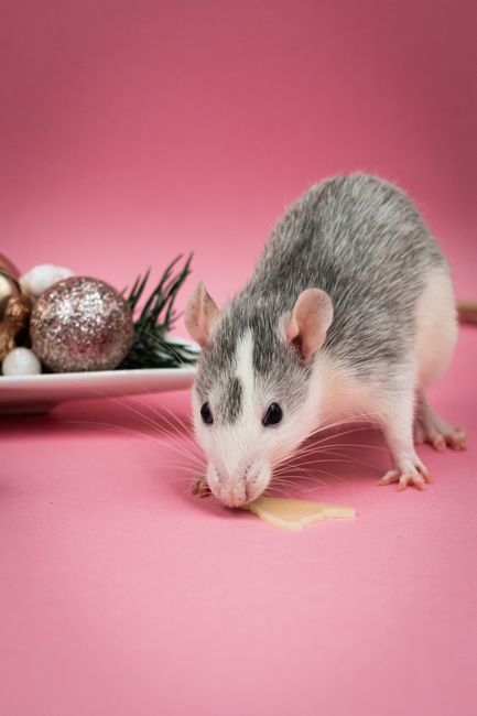 Inglés C1. Nivel 21 I smell a rat - contenido online